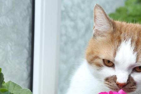 猫为什么吃花盆里的花