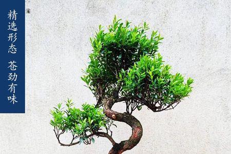 赤楠可以用风化石种吗