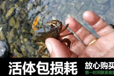宠物小螃蟹吃什么