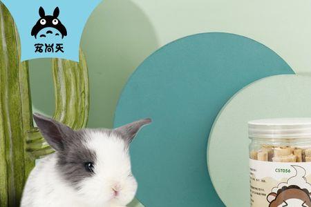 龙猫可以吃甜竹吗