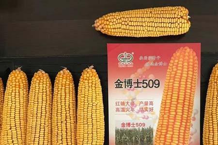 金博士605玉米种子介绍