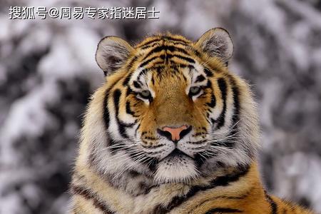 胆大妄为铤而走险形容哪个生肖