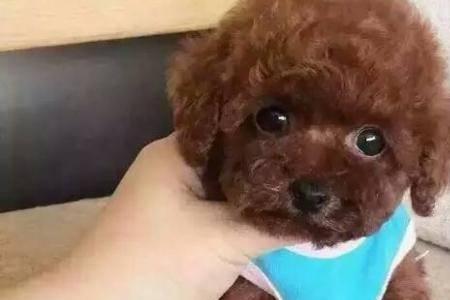 茶杯泰迪需要绝育么