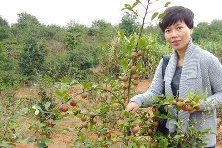 山茶树可以做茶叶吗