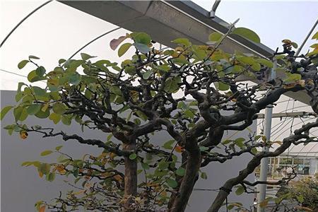 木瓜盆景造型季节