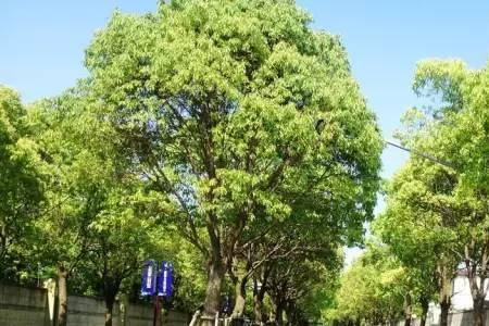 大行道树多久能遮荫