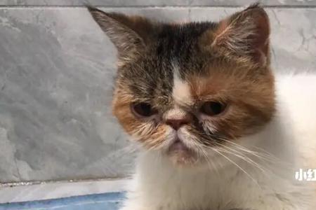 加菲猫死前会嚎叫吗