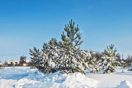 北风吹雪纷纷什么意思