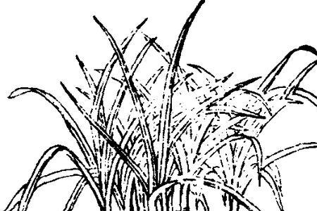 甘蔗种植简笔画