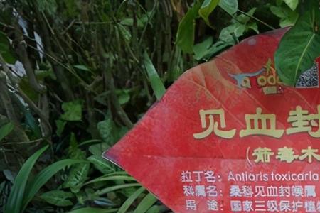 见血封喉的树防虫吗