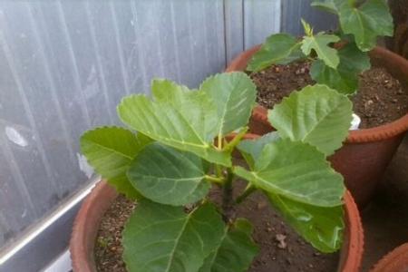 盆栽无花果三级枝需要留吗