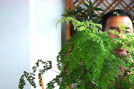 铁线蕨全部剪了还能长吗