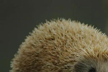 母刺猬为何把小刺猬叼出窝
