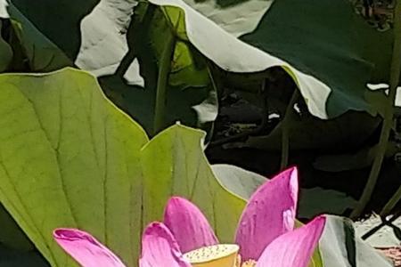 君在平水韵是什么韵