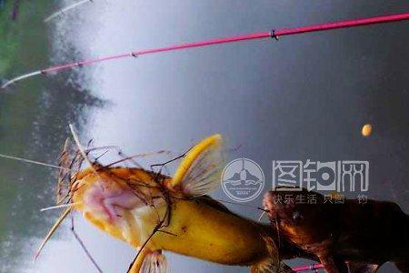 原神蚯蚓能钓什么鱼