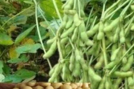 黄豆种深了能出来吗