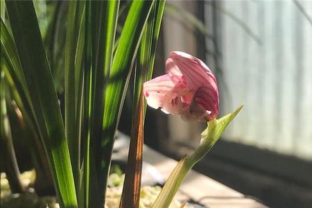 红凤冠兰花花期