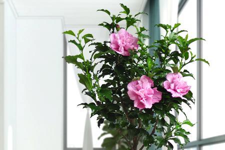 木菊花掉骨朵怎么回事