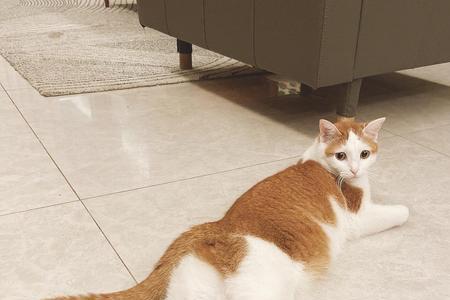 猫咪会放屁保护自己吗