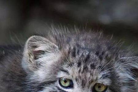 兔狲和家猫能繁育后代吗