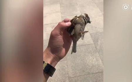 人工饲养的麻雀多大才可以放生