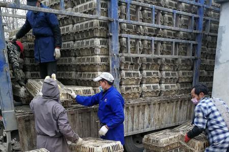屠宰场做什么的