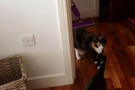买来的猫可不可以带着出去玩