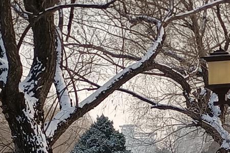 腊月雪花飘落扩句