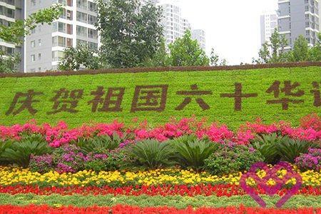 求适合橱窗花坛种植的绿色植物