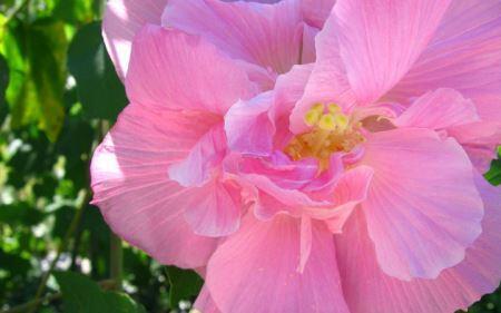 芙蕖花包含哪几种花