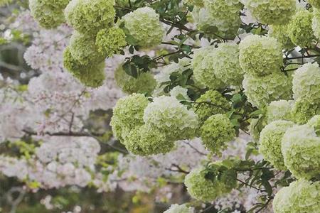 木荣花为什么会变色的秘密