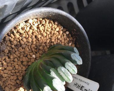 玉扇长歪了要怎么办