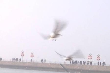 8月份青岛可以喂海鸥吗