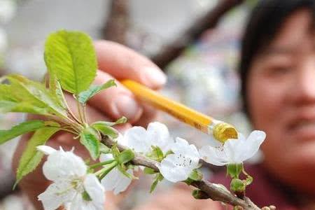 樱桃树授粉用什么花粉