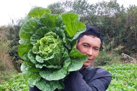 绿霸白菜好吃吗