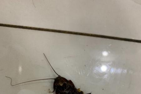 怎么判断是不是蟑螂