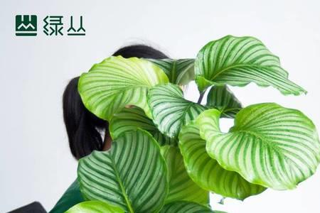 苹果绿植物养殖方法