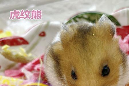 仓鼠布丁能和仓鼠熊放在一起吗