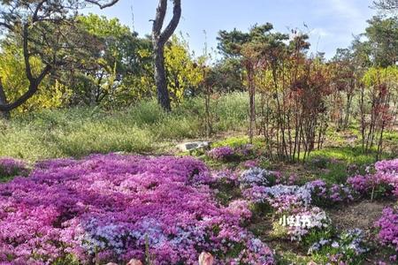 英歌石植物园门票60岁以上免费吗