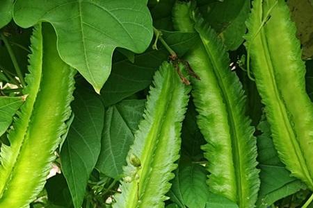 地豆王种植时间和方法