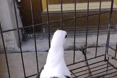 乐鸽子什么意思