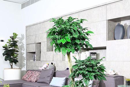 绿宝放在室外会被晒死吗