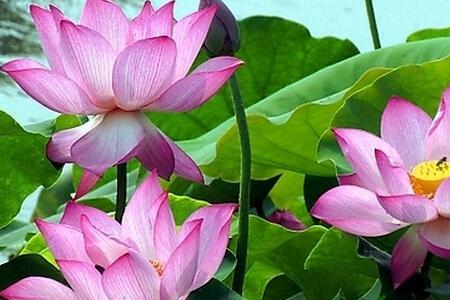 荷花的主要内容是什么