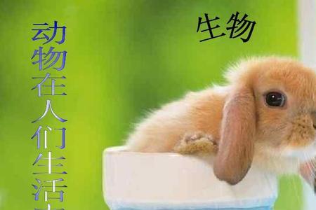 一开头的动物名