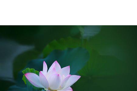 梦幻荷花诗句
