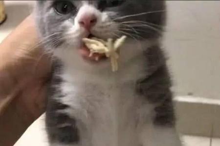 猫吃鱼狼吃猫吗