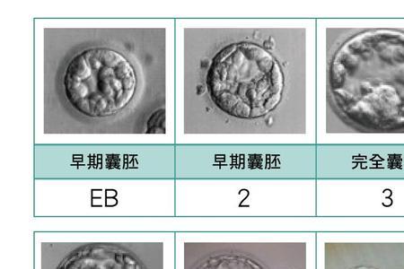 鲜胚8b级是什么意思