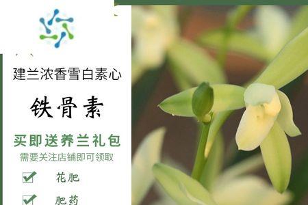 建兰铁骨素的叶要多久才能长成