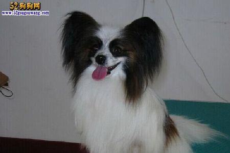 蝴蝶犬小的时候怎么选