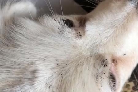 猫身上跳蚤传给人对人有危害吗